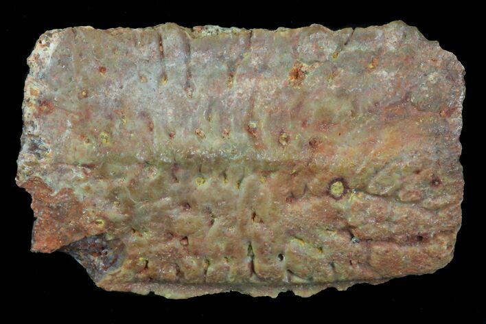 Cretaceous Crocodile Scute - Kem Kem Beds #72699